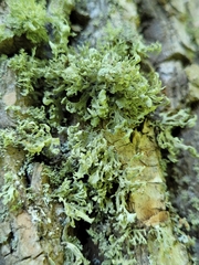 Ramalina labiosorediata