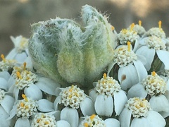 Aceria kiefferi