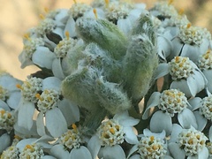 Aceria kiefferi