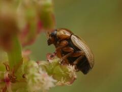 Cryptocephalus fulvus