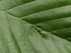 Aceria tenella