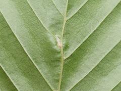 Aceria tenella