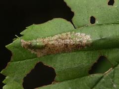 Phyllonorycter tenerella