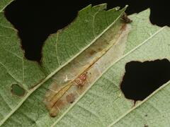 Phyllonorycter tenerella