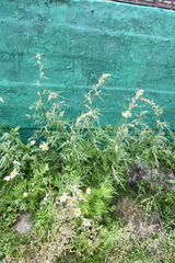 Artemisia vulgaris