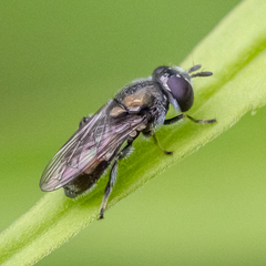 Trichopsomyia recedens