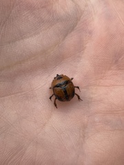 Bolbocerosoma tumefactum