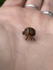 Bolbocerosoma tumefactum
