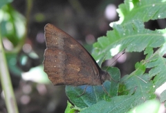 Pseudodebis euptychidia