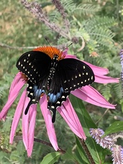 Papilio polyxenes