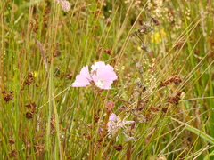 Sidalcea calycosa rhizomata