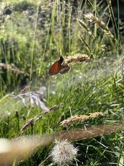 Coenonympha arcania