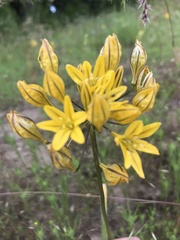 Triteleia crocea