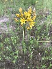 Triteleia crocea