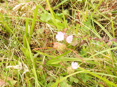 Sidalcea calycosa rhizomata