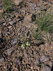 Zephyranthes longifolia
