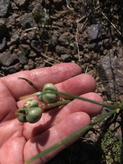 Zephyranthes longifolia