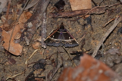 Bertula pallidicosta