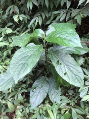 Paraphlomis javanica