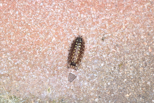 Brickwork Woodlouse, 1761 Anna Paulowna, Nederland, photo 5 of 10