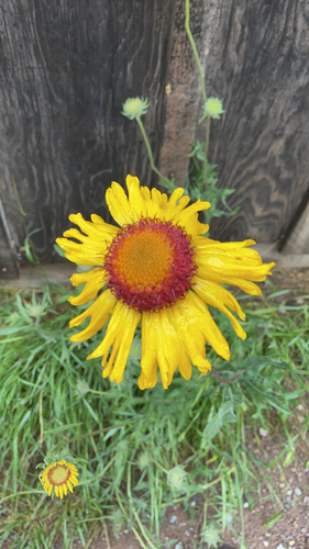 iNaturalist observation 2022-07-08