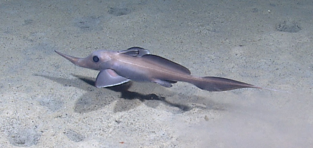 Narrownose Chimaera