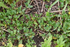 Polygonum aviculare