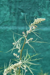 Artemisia vulgaris