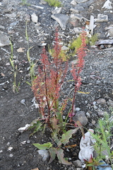 Rumex aquaticus protractus