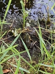 Lithobates clamitans