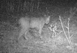 Bobcat photographed in Indiana