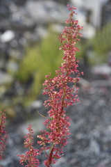 Rumex aquaticus protractus