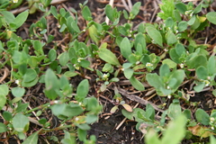 Polygonum aviculare