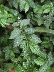 Elatostema parvum