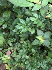 Elatostema parvum