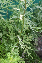 Artemisia vulgaris