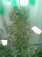 Erigeron bonariensis