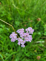 Achillea roseo-alba