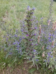 Echium vulgare