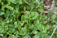 Polygonum aviculare