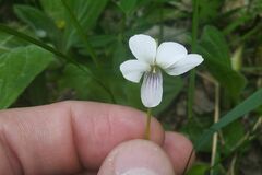 Viola patrinii