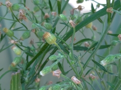 Erigeron bonariensis