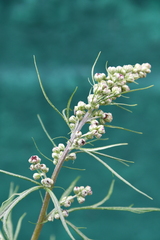 Artemisia vulgaris