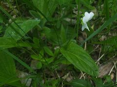 Viola patrinii