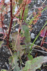 Rumex aquaticus protractus