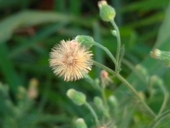 Erigeron bonariensis