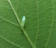 Malacocoris chlorizans