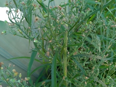 Erigeron bonariensis