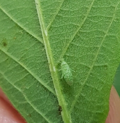 Malacocoris chlorizans
