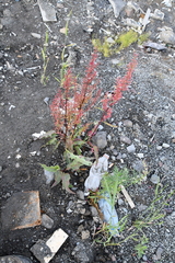 Rumex aquaticus protractus